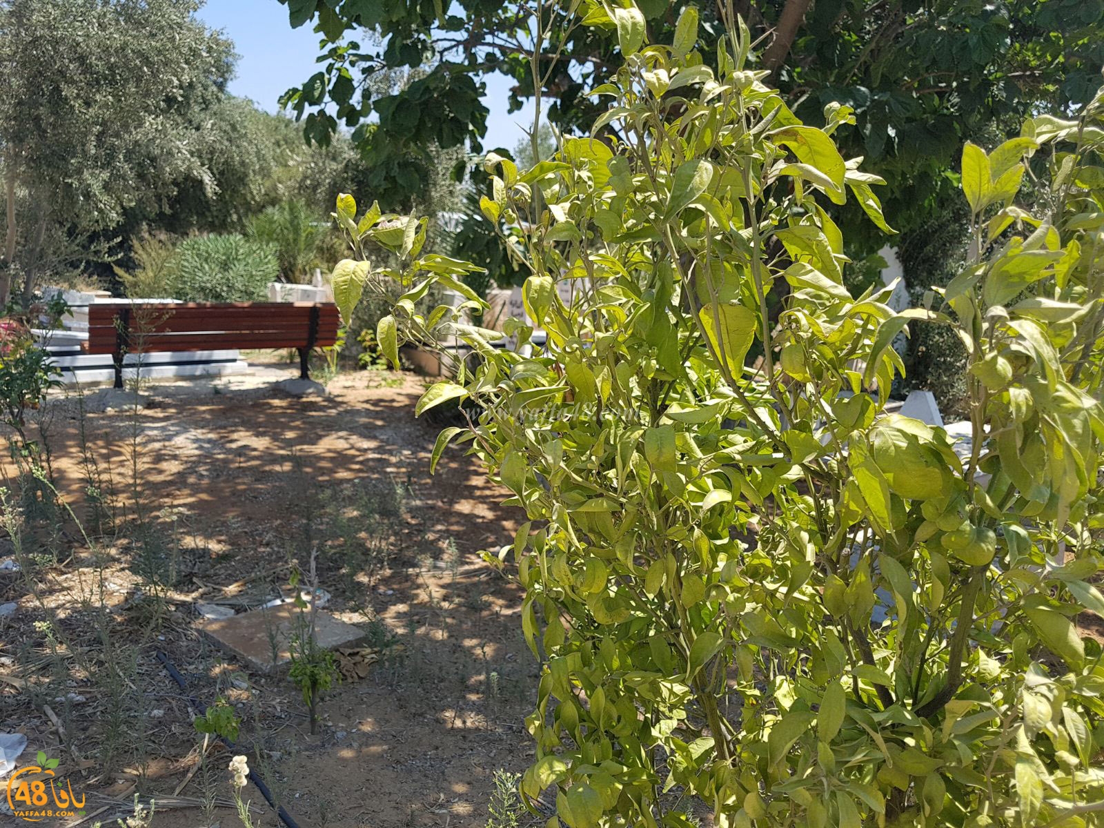 tasoo trees je (4).jpg